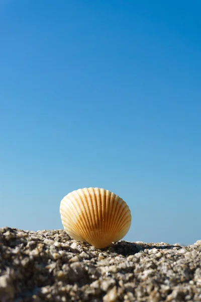 Seashell di rock — Stok Foto
