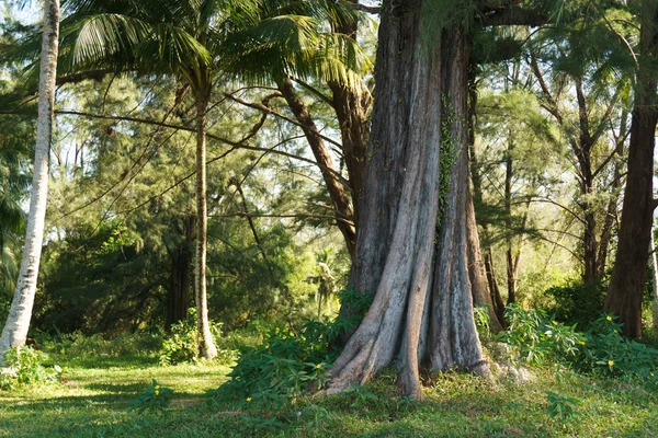 Giungla tropicale — Foto Stock