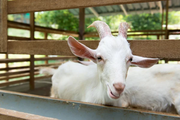 Goats in farm — Stock Photo, Image