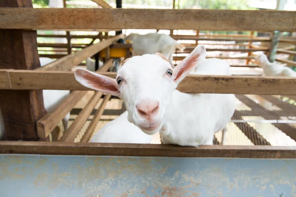 Caprinos na exploração — Fotografia de Stock