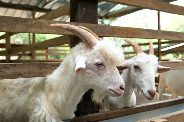 Goats in farm — Stock Photo, Image