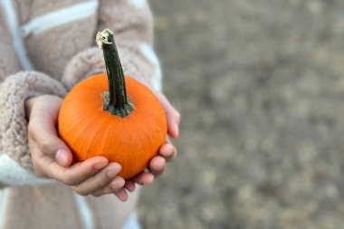 Tarafsız renkli yün bir süveter giyen bir çocuk şükran günü ya da Cadılar Bayramı teması için yumuşak, bulanık bir arka plana karşı uzun ve koyu renkli turuncu bir balkabağı nazikçe tutuyor.