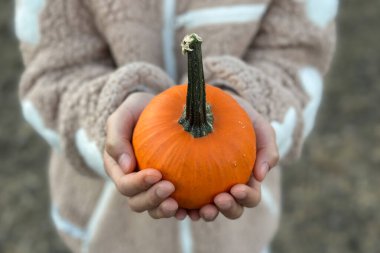Tarafsız renkli yün bir süveter giyen bir çocuk şükran günü ya da Cadılar Bayramı teması için yumuşak, bulanık bir arka plana karşı uzun ve koyu renkli turuncu bir balkabağı nazikçe tutuyor.