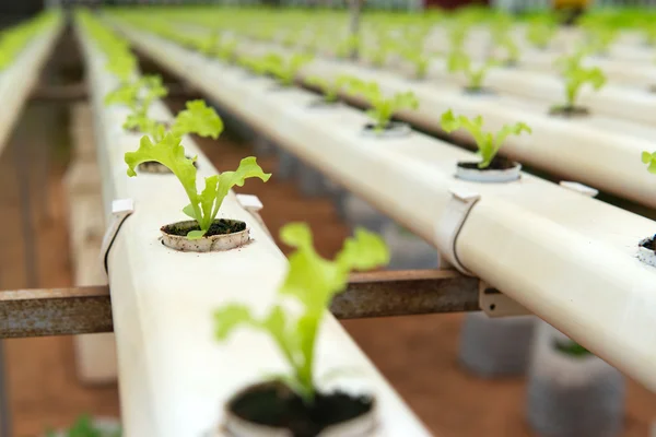 Hydrophonic vegatables ve skleníku — Stock fotografie