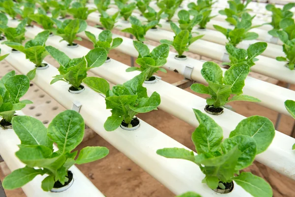 Hydrophonic vegatables ve skleníku — Stock fotografie