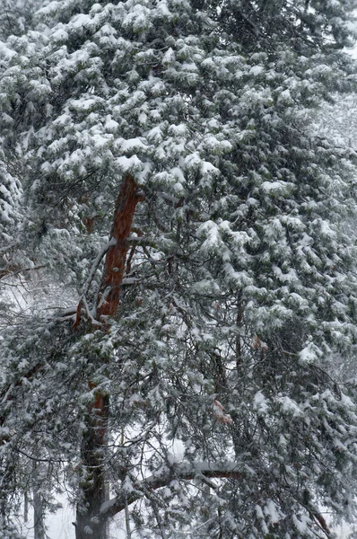 雪の降る冬の松の木. — ストック写真