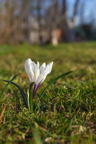 White spring crocus. — Stock Photo, Image