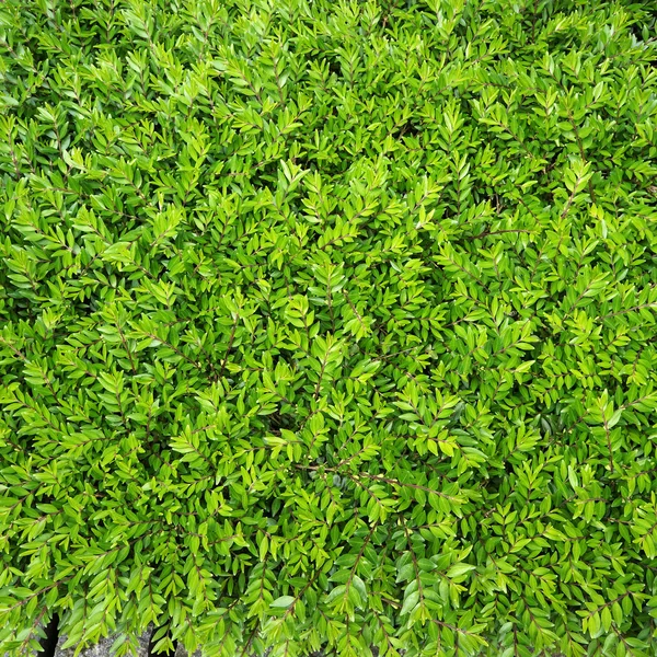 Laub von Büschen. natürlicher grüner Hintergrund. — Stockfoto
