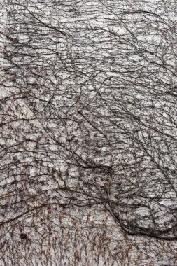 Duvar asma dal ile kaplı.