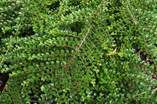 Exuberante follaje de arbustos en crecimiento . — Foto de Stock