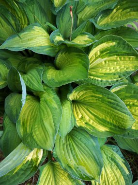 Yeşillik dekoratif bitki Hosta (Funkia).