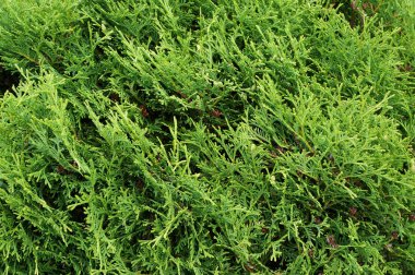 Mazı (bitki). Doğal yeşil arka plan.