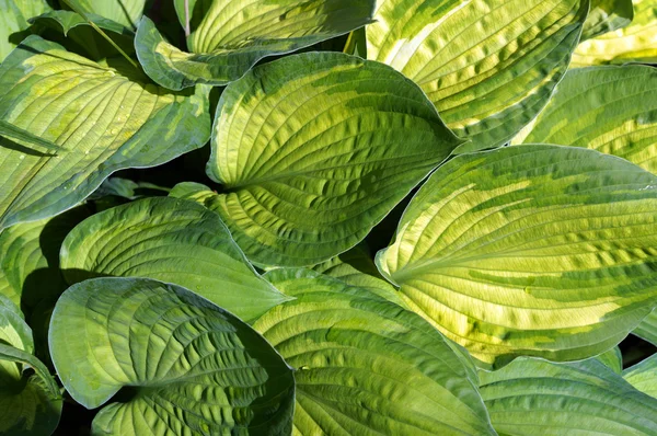 Gebladerte van decoratieve plant Hosta (Funkia). — Stockfoto