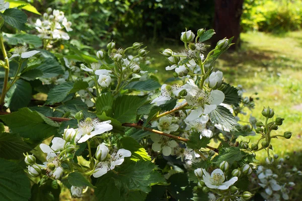 Arbusto de zarza. Flores blancas de fresa . — Foto de Stock