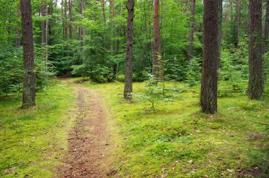 Çam ormanlarında yol. 