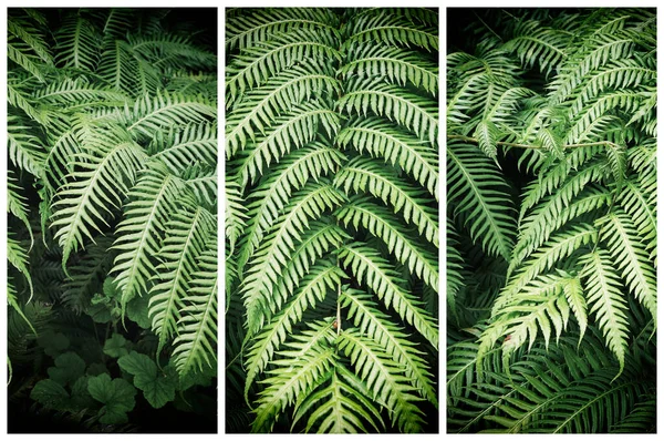 Triptych Leaves Fern Natural Green Background — Stock Photo, Image
