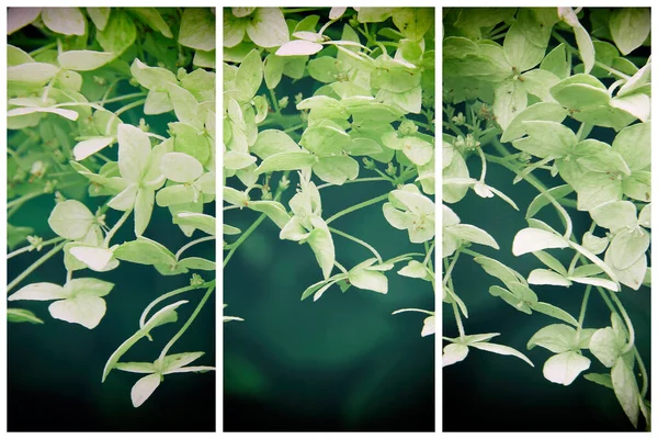 Fleurs Blanches Hortensia Hortensia Triptyque — Photo