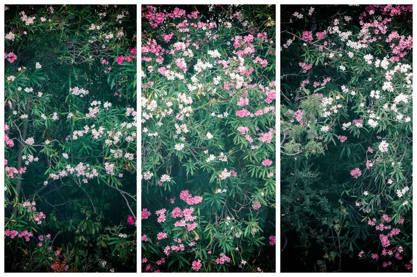 Flores Rosas Blancas Árboles Flor Tríptico — Foto de Stock