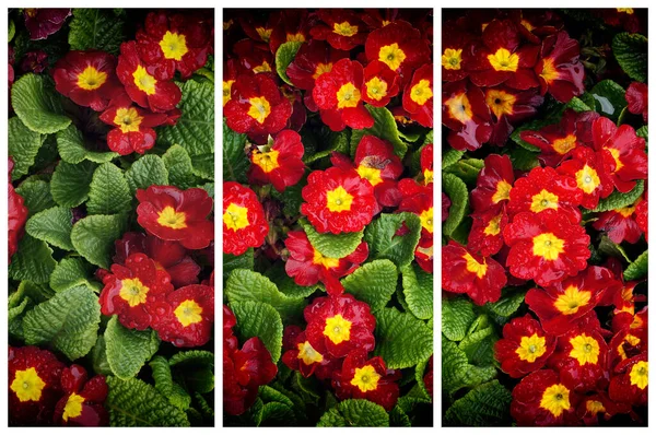 Triptych Red Flowers Primrose Primula — Stock Photo, Image