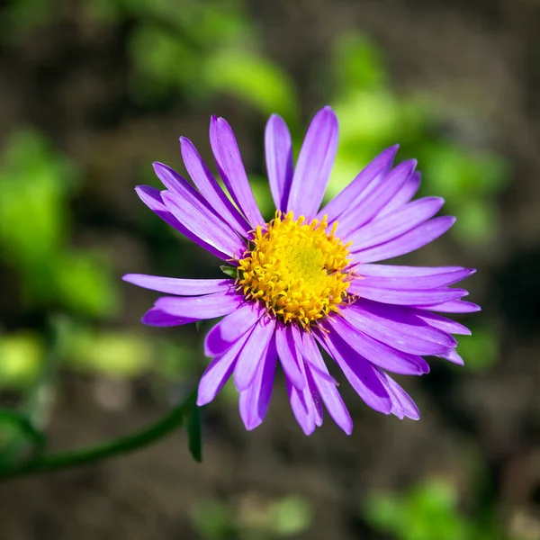 Kwiat Bzu Alpejskiego Aster Alpinus — Zdjęcie stockowe