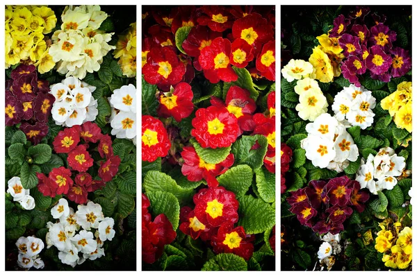 Triptych Flowers Primrose Primula — Stock Photo, Image