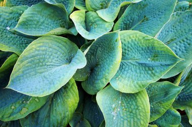 Çiçekli yeşil bitki Hosta (Funkia) ve yağmurdan sonra yaprakların üzerine su damlaları.