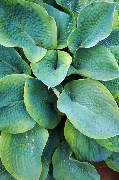 Exuberante Follaje Verde Planta Decorativa Hosta Funkia Con Gotas Agua — Foto de Stock