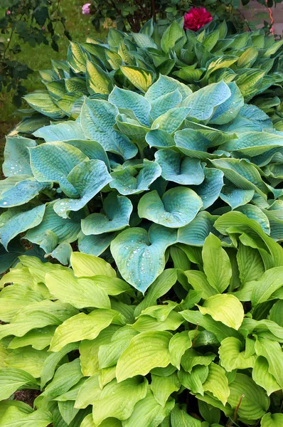 Folhagem Verde Exuberante Planta Decorativa Hosta Funkia Com Gotas Água — Fotografia de Stock