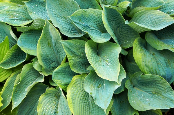 Exuberante Follaje Verde Planta Decorativa Hosta Funkia Con Gotas Agua — Foto de Stock