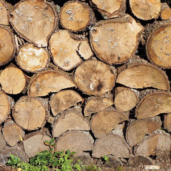 Stack Dry Firewood Logs — Stock Photo, Image