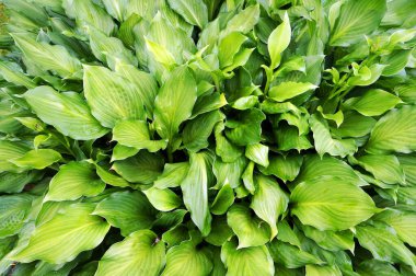 Süslü bitki Hosta 'nın yemyeşil yaprakları (Funkia).                