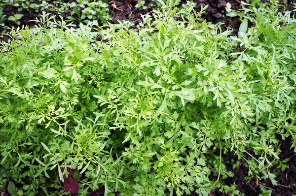 新鮮な緑野菜の庭で育つ愛撫 雨の後に水滴が残る — ストック写真