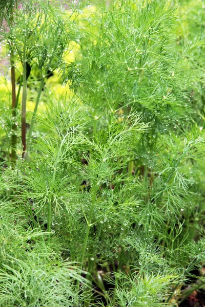 新鮮な緑野菜の庭で育つディル 雨の後に水滴が残る — ストック写真