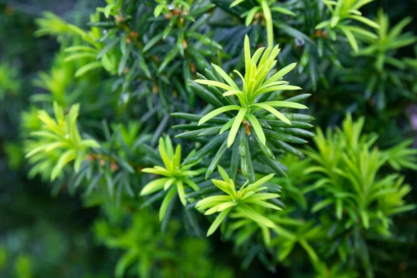 Taxusboom Taxus Cuspidata Takken Kweken Met Jonge Groene Naalden Selectieve — Stockfoto