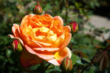Closeup of orange flower of growing rose plant.