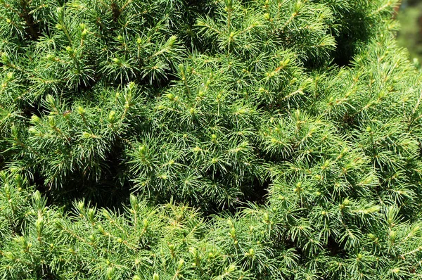Fenyőfa Pinaceae Növekvő Ágai Fiatal Zöld Tűkkel — Stock Fotó