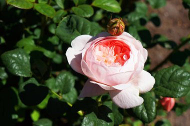 Gül çiçeğinin yakınındaki büyüyen gül çalısı.