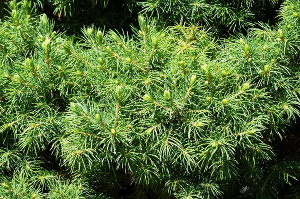 Wachsende Zweige Von Kiefern Pinaceae Mit Jungen Grünen Nadeln — Stockfoto