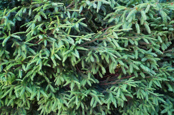 Branches Sapin Poussant Forêt Fond Vert Naturel — Photo