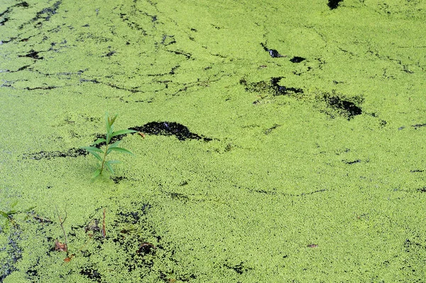 湿地は緑の雑草で覆われている — ストック写真