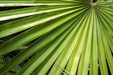 Fan palmiyesinden büyük yeşil bir yaprak. Doğal yeşil arkaplan.                              