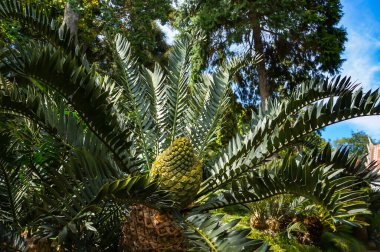 Cycad Encephalartos arenarius x trispinisus - Büyük konili antik tropikal ve subtropikal bitki.                        