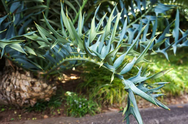 Великі Листки Cycad Encephalartos Horridus Древня Пальмоподібна Тропічна Субтропічна Рослина — стокове фото