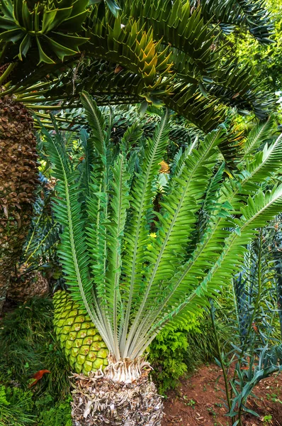 Cycad Encephalartos Manikonsis Starożytna Palmowa Roślina Tropikalna Subtropikalna Dużym Stożkiem — Zdjęcie stockowe