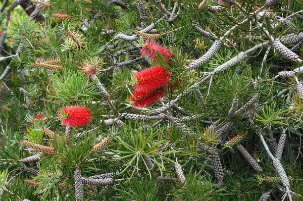 Callistemon Family Myrtaceae Small Tree Shrub Scarlet Bottlebrush Flowers — Stock Photo, Image