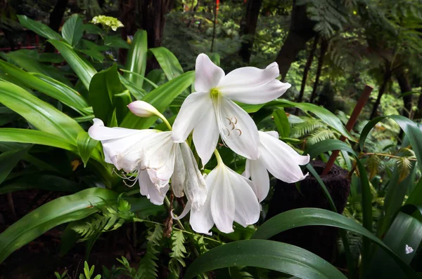 White Flowers Amaryllis Also Called Belladonna Lily Growing Tropical Garden — 图库照片