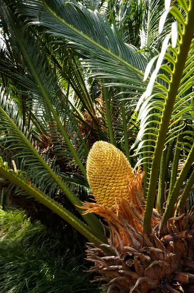 Cycad ชเขตร อนและก งเขตร อนท ปกรวยขนาดใหญ ในสวนเขตร อนใน Funcal เกาะ — ภาพถ่ายสต็อก