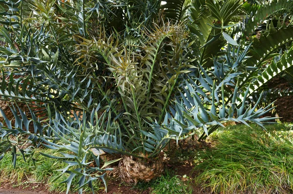 Große Blätter Von Cycad Encephalartos Horridus Eine Palmenartige Tropische Und — Stockfoto