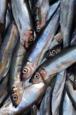 Baltık Denizi 'ne yakalanmış taze balık..