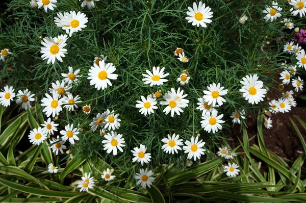 Camomila Daisy Planta Com Flores Brancas Amarelas — Fotografia de Stock